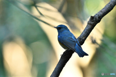 木漏れ日の中で