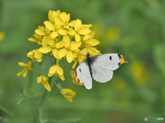 ツマキチョウの季節