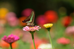 ジニア畑のアオスジアゲハ