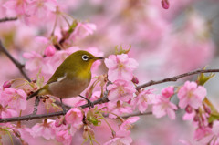 春の息吹