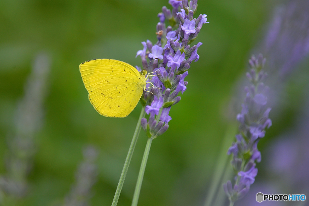 ラベンダーにキチョウ