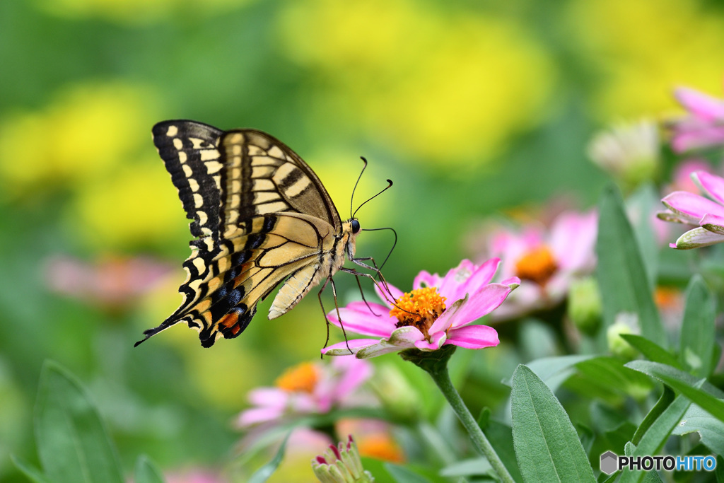 百日草とキアゲハ