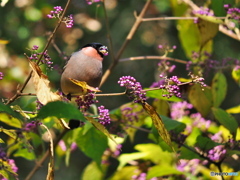 ムラサキシキブにて