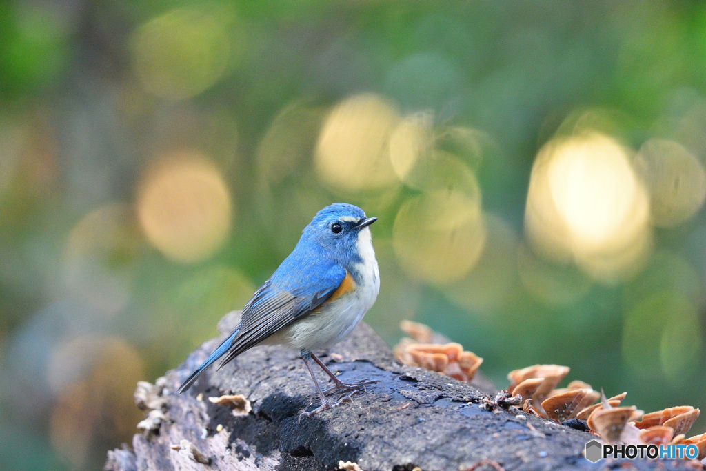 ルリ君の森林浴
