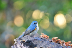 ルリ君の森林浴