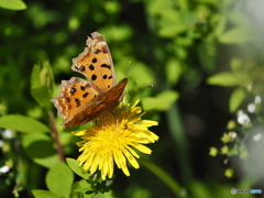 セイヨウタンポポにキタテハ