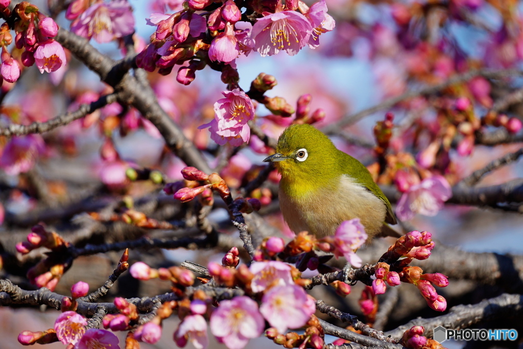 河津桜にメジロ
