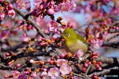 河津桜にメジロ