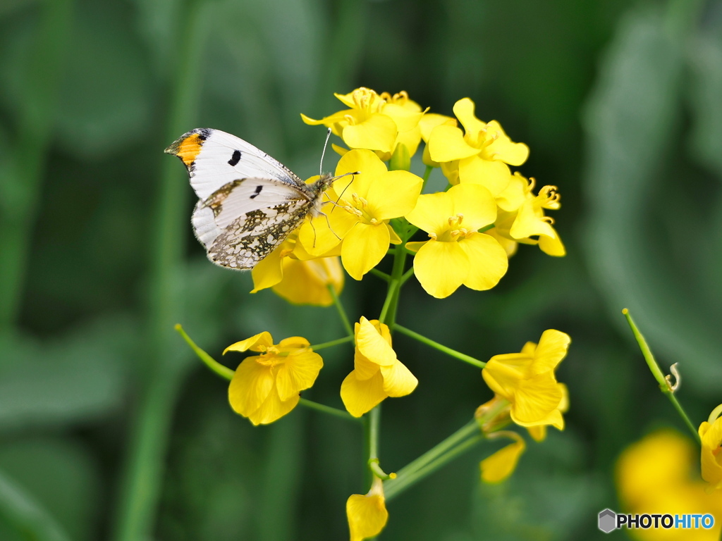 菜の花にツマキチョウ