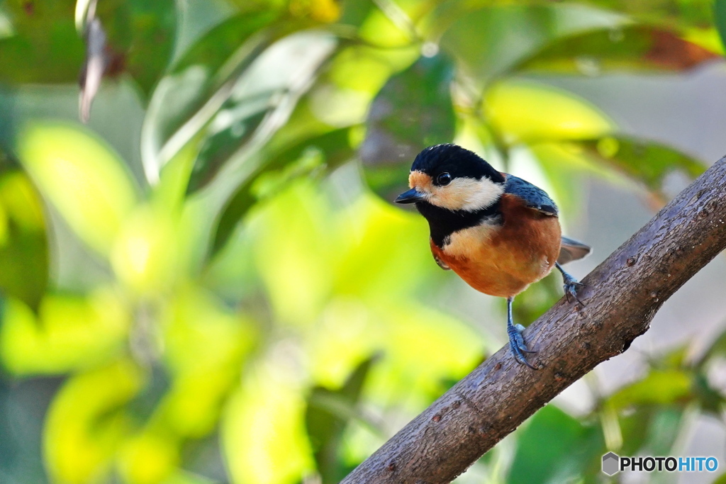 ご機嫌なヤマちゃん