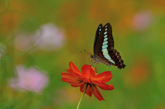 キバナコスモスで