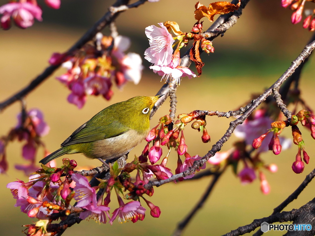 春めく