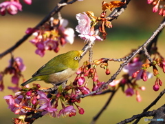 春めく