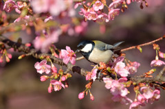 河津桜にシジュウカラ