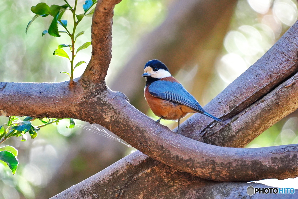 森のヤマガラさん