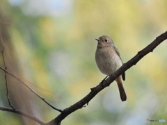 公園のジョビ子さん