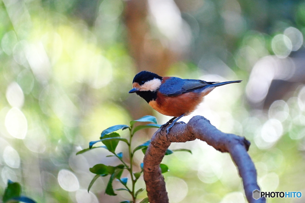 木洩れ日の中でⅡ