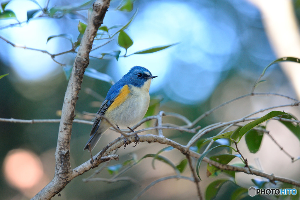ヒサカキにルリビタキ