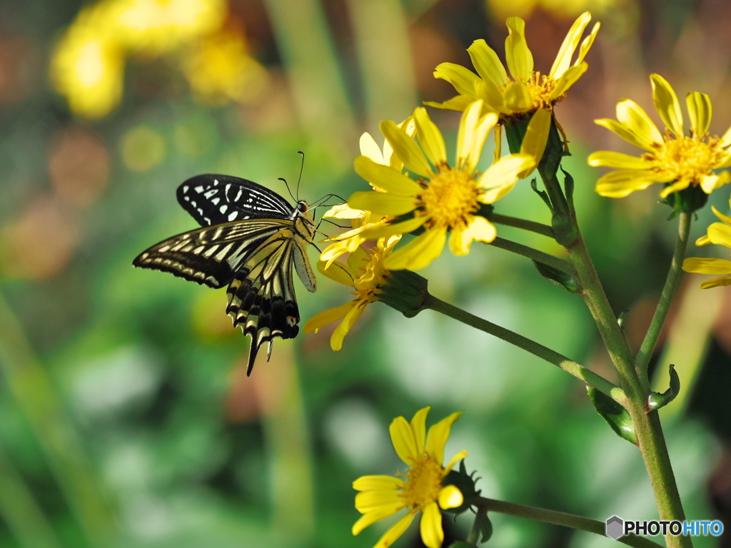 ツワブキとアゲハチョウ