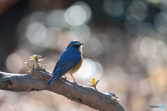 きらめきの中で