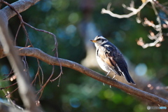 2月のツグミ