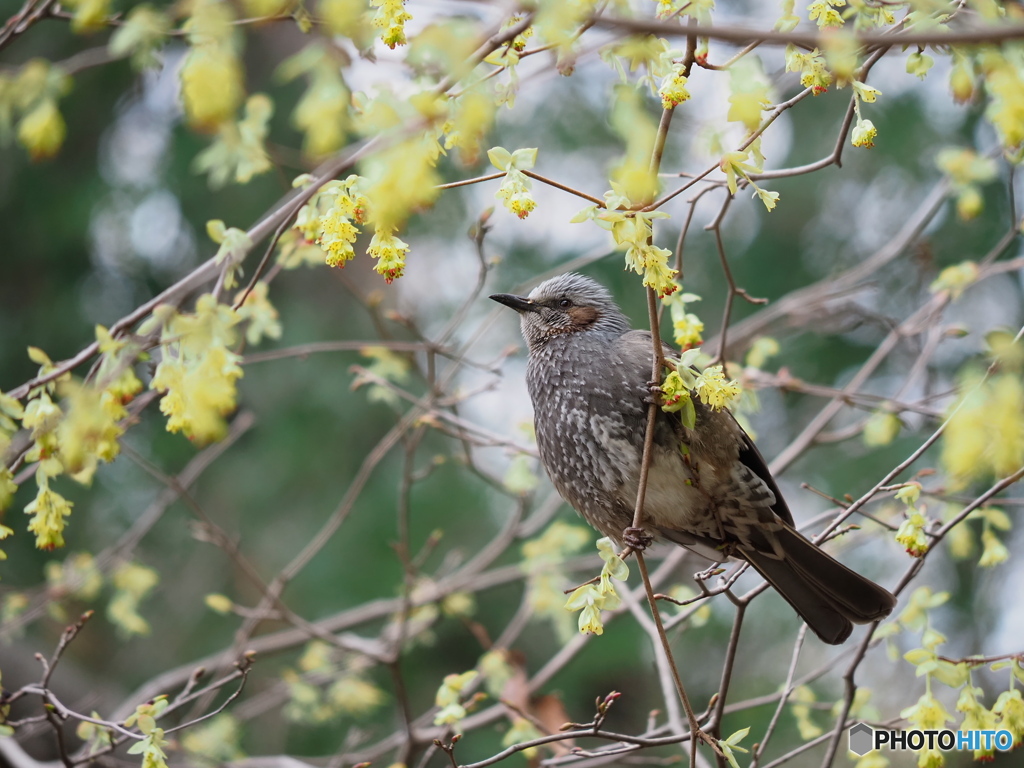 ヒュウガミズキにヒヨドリ