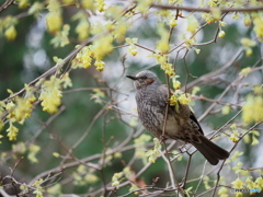ヒュウガミズキにヒヨドリ