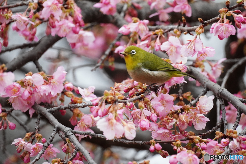 立春のメジロさん