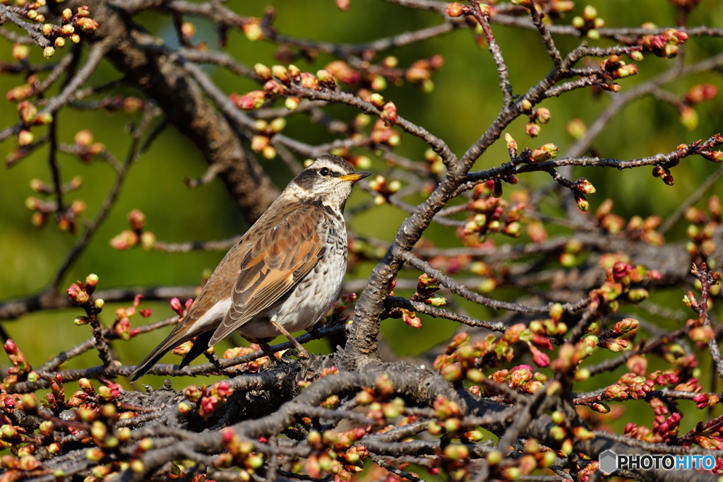 河津桜にツグミ