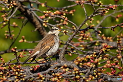 河津桜にツグミ