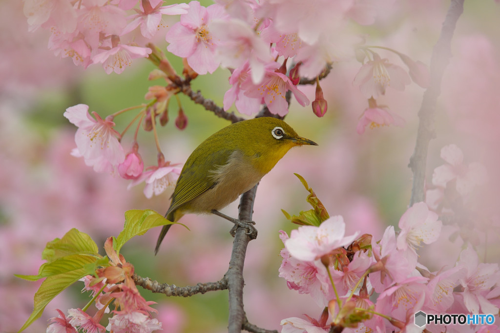 春の足音
