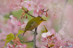 春の足音