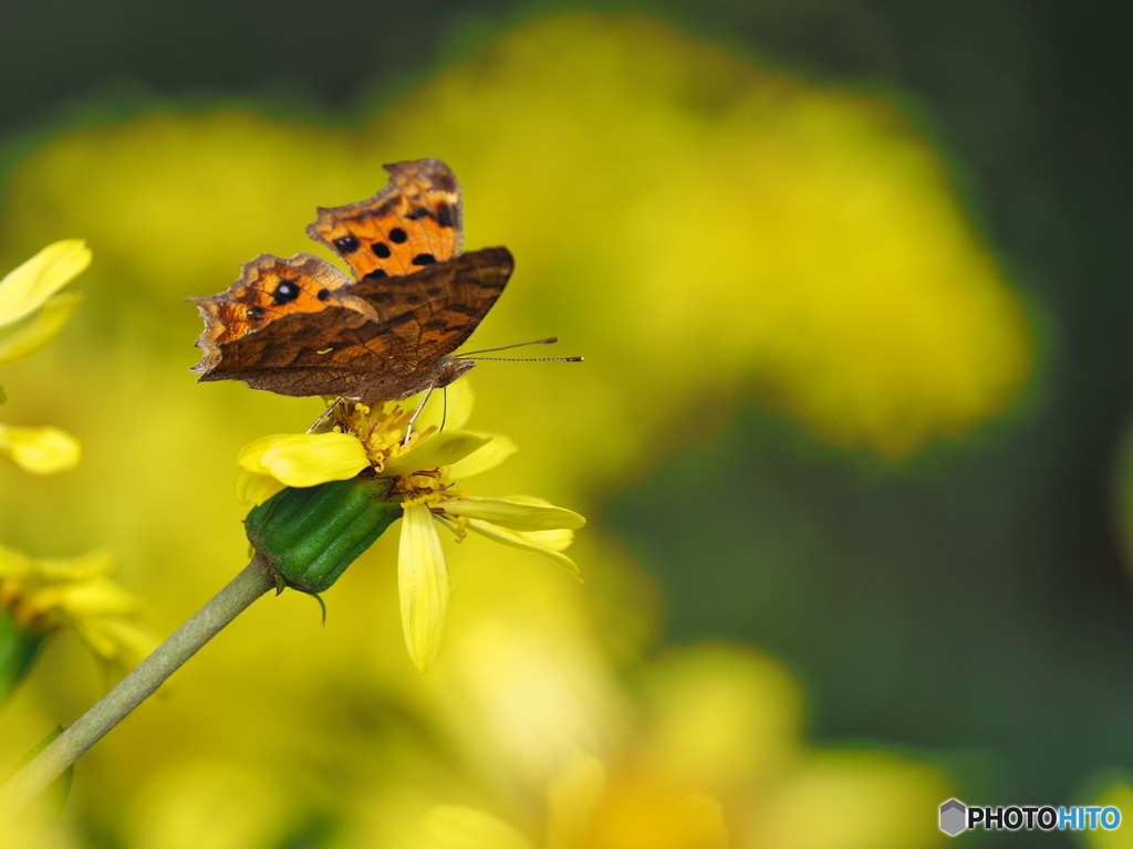 小春日和の一日