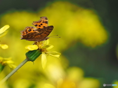 小春日和の一日 小春日和の一日