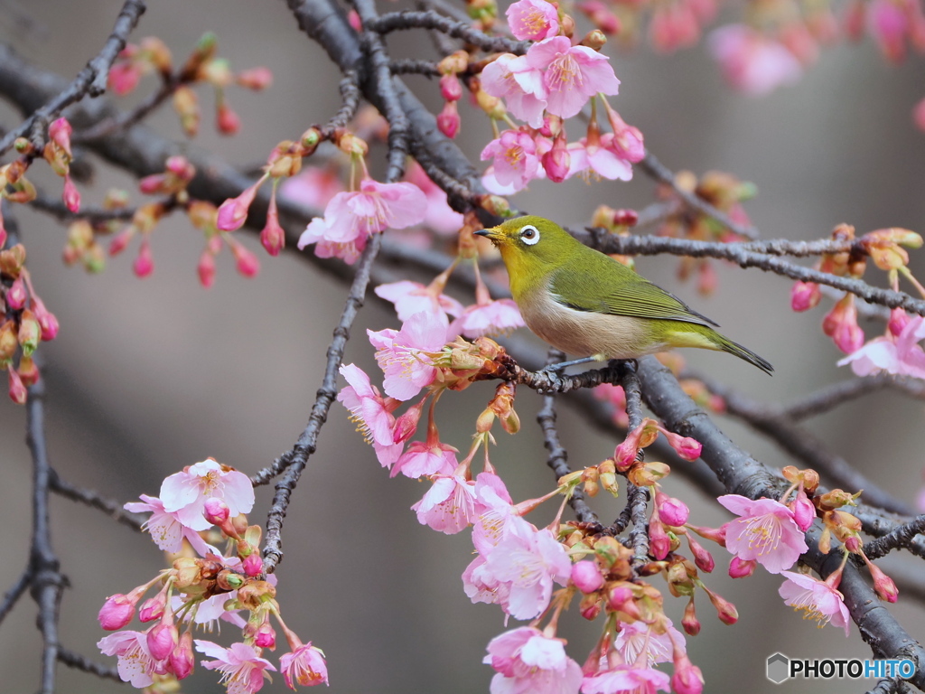 メジロと河津桜