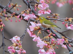 メジロと河津桜