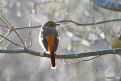 愛しのジョビ子さん