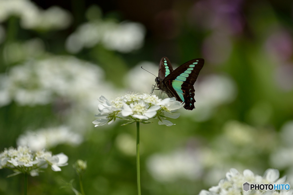 オルレアにアオスジアゲハ