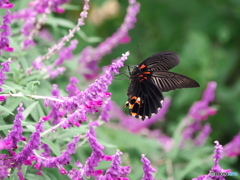 アメジストセージにナガサキアゲハ