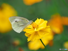キバナコスモスにモンシロチョウ キバナコスモスにモンシロチョウ