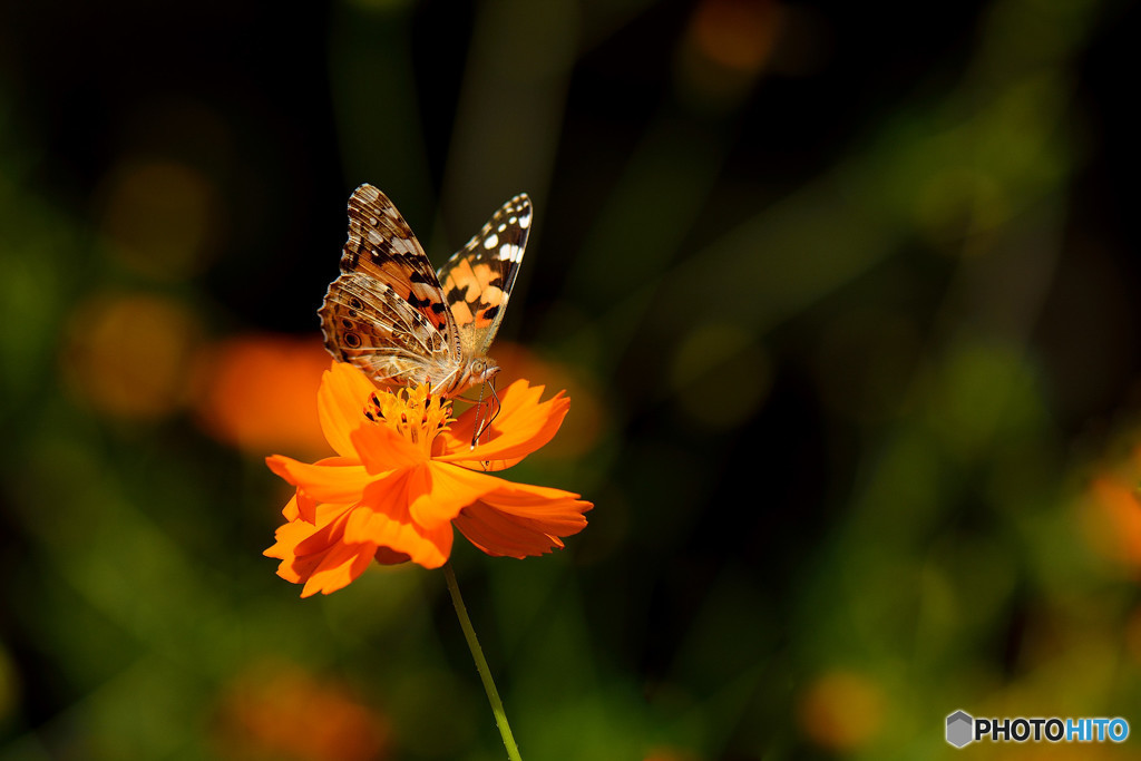 キバナコスモスにヒメアカタテハ
