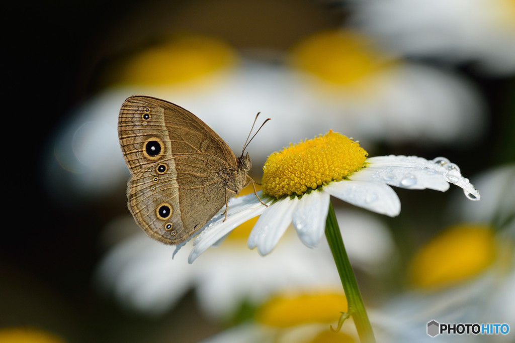 フランスギクにヒメジャノメ