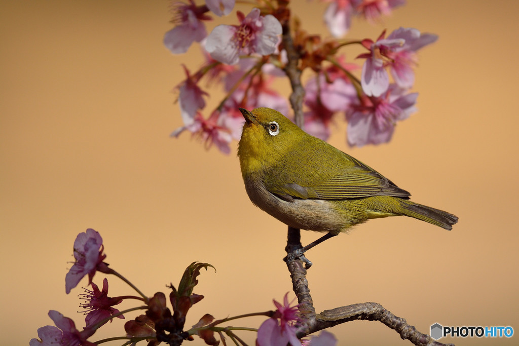 春の息吹