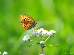 ヤマハハコにヒョウモンチョウ