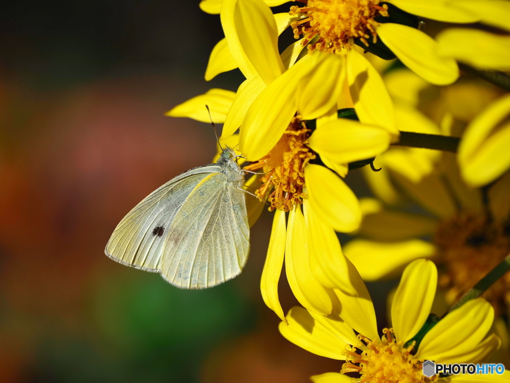 ツワブキとモンシロチョウ