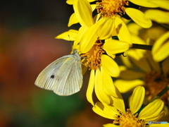 ツワブキとモンシロチョウ