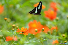 キバナコスモスに舞う