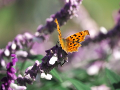 アメジストセージとキタテハ