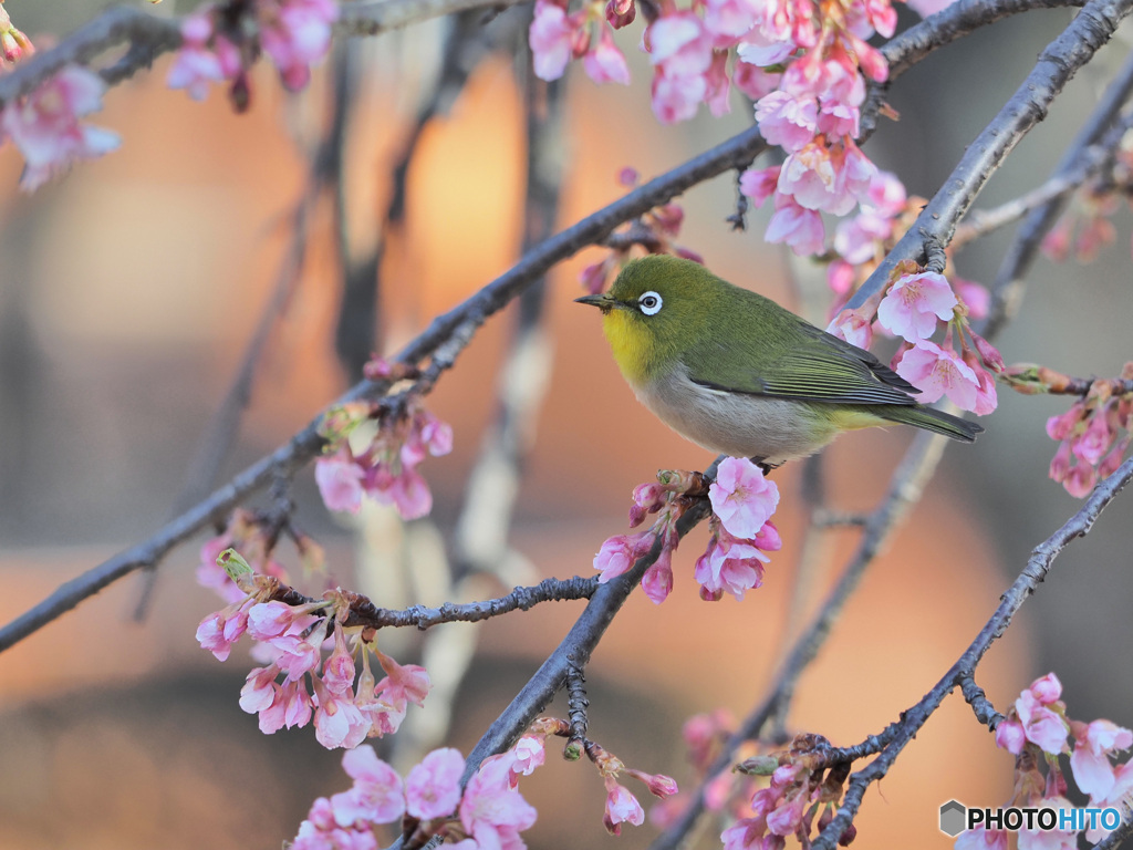 河津桜とメジロ
