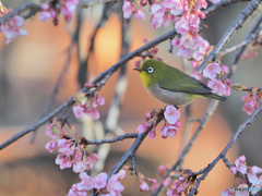 河津桜とメジロ